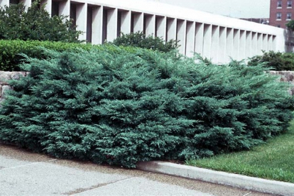 Virgiinia kadakas ´Hertzii´ (Juniperus virginiana) - ei saada postiga