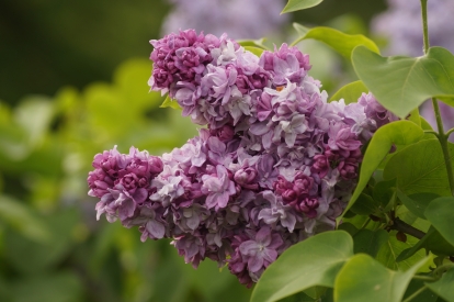 Harilik sirel ´1-10´ (Syringa vulgris)