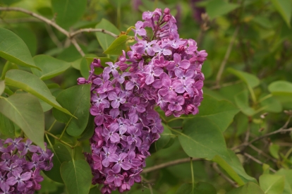 Harilik sirel ´1-2´ (Syringa vulgaris)