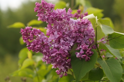 Harilik sirel ´1-3´ (Syringa vulgaris)