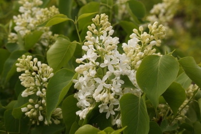 Harilik sirel ´1-4´ (Syringa vulgaris)