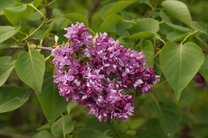 Harilik sirel ´1-5´ (Syringa vulgaris)