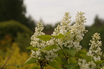 Harilik sirel ´1-6´ (Syringa vulgaris)