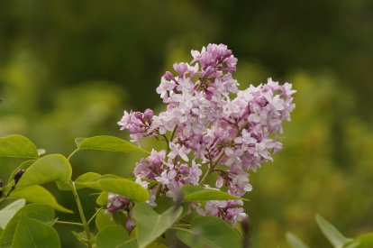 Harilik sirel ´1-7´ (Syringa vulgaris)