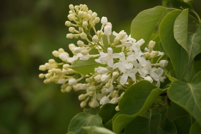 Harilik sirel ´1-8´ (Syringa vulgaris)