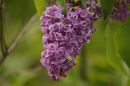 Harilik sirel ´1 -9´ (Syringa vulgaris)