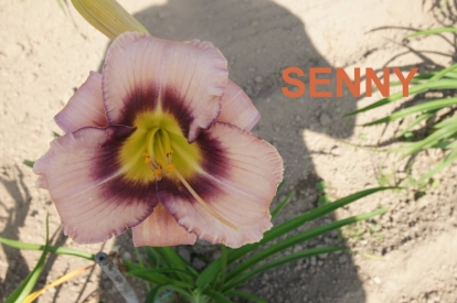 Päevaliilia ´Senny´ (Hemerocallis)