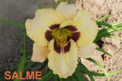 Päevaliilia ´Salme´  (Hemerocallis)