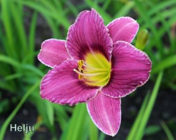 Päevaliilia ´Helju´ (Hemerocallis)