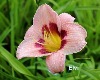 Päevaliilia ´Elvi´ (Hemerocallis)