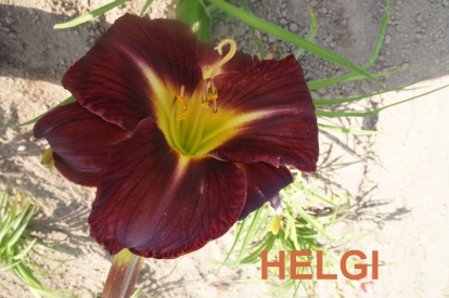 Päevaliilia ´Helgi´ (Hemerocallis)