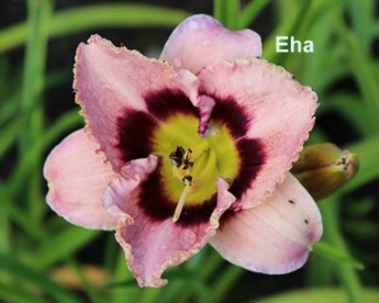 Päevaliilia ´Eha´ (Hemerocallis)