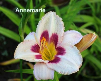 Päevaliilia ´Annemarie´ (Hemerocallis)