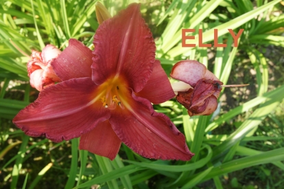 Päevaliilia ´Elly´ (Hemerocallis)