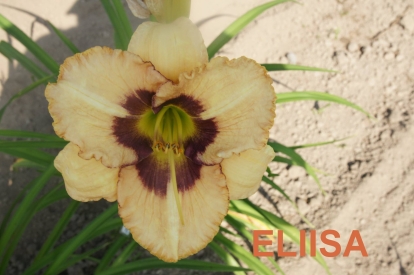 Päevaliilia ´Eliisa´ (Hemerocallis)