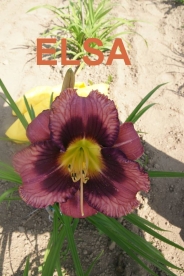 Päevaliilia ´Elsa´ (Hemerocallis)