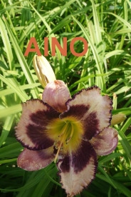 Päevaliilia ´Aino´ (Hemerocallis)