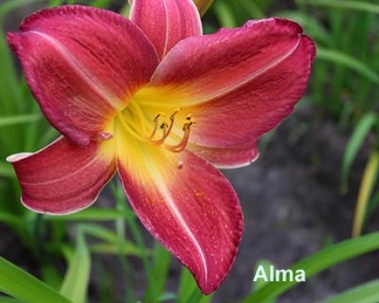 Päevaliilia ´Alma´ (Hemerocallis)