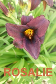 Päevaliilia ´Rosalie´ (Hemerocallis)