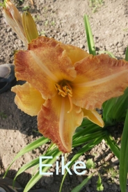 Päevaliilia ´Eike´ (Hemerocallis)