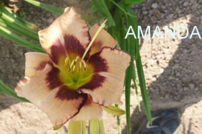 Päevaliilia ´Amanda´ (Hemerocallis)