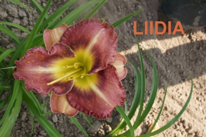 Päevaliilia ´Liidia ´ (Hemerocallis)