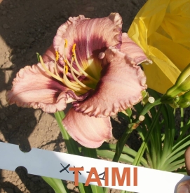 Päevaliilia ´Taimi´ (Hemerocallis)