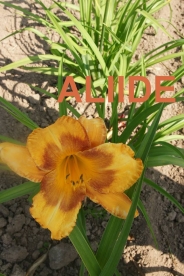 Päevaliilia ´Aliide´ (Hemerocallis)