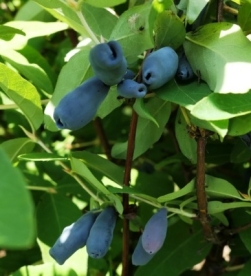 Söödav kuslapuu ´1 - 17 - 59´ (Lonicera edulis)