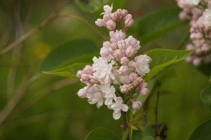 Harilik sirel ´2-1´ (Syringa vulgaris)