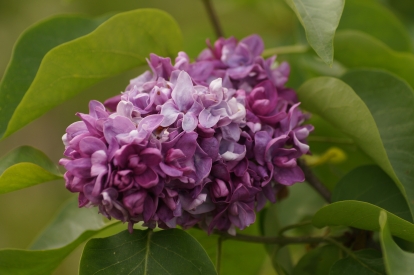 Harilik sirel ´2-2´ (Syringa vulgaris)