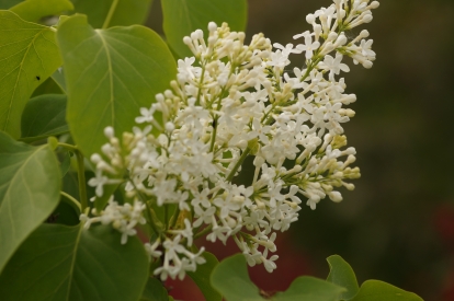 Harilik sirel ´2-5´ (Syringa)