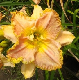 Päevaliilia ´Princess Diana´ (Hemerocallis)