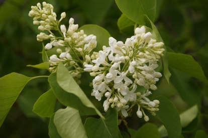 Harilik sirel ´3-10´ (Syringa vulgaris)