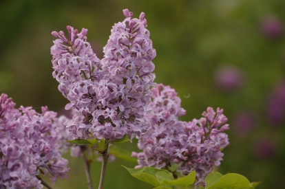 Harilik sirel ´3-2´ (Syringa vulgaris)