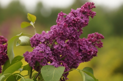 Harilik sirel ´3-5´ (Syringa vulgaris)