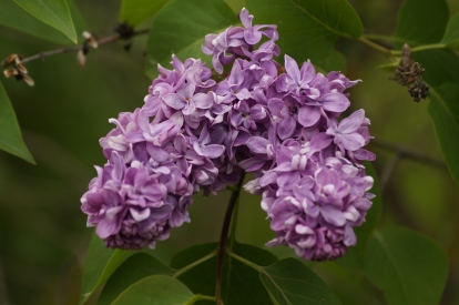 Harilik sirel ´3-6´ (Syringa vulgaris)