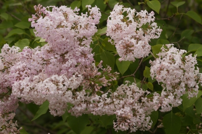 Harilik sirel ´3-7´ (Syringa vulgaris)