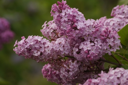 Harilik sirel ´3-8´ (Syringa vulgaris)