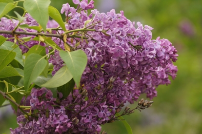 Harilik sirel ´3-9´ (Syringa vulgaris)