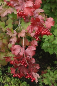 Harilik lodjapuu ´32-31-51´ (Viburnum opulus)