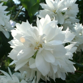 Ebajasmiin ´Rusalka´ (Philadelphus)