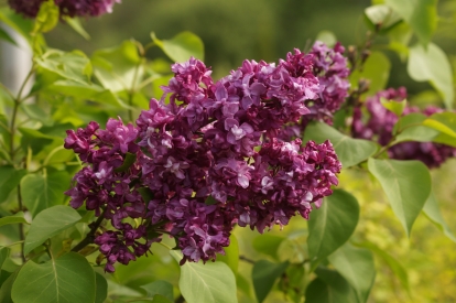 Harilik sirel ´A1-3´ (Syringa vulgaris)