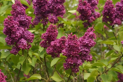 Harilik sirel ´A1-4´ (Syringa vulgaris)