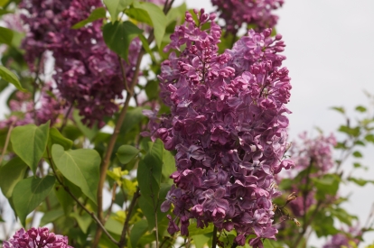 Harilik sirel ´A1-5´ (Syringa)