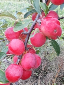 Õunapuu ´Andas Krebs´ (Malus)