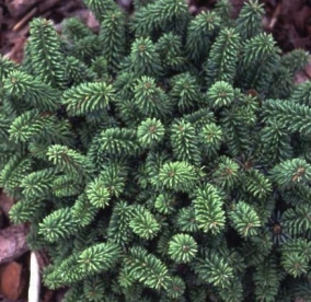 Palsami nulg  Kiwi´ (Abies balsamea) - tellimisel