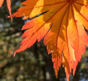 Jaapani vaher (Acer japonicum)