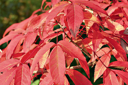 Mandšuuria vaher (Acer mandshuricum)