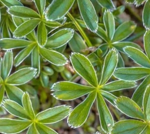 Alpi kortsleht (Achemilla alpina)